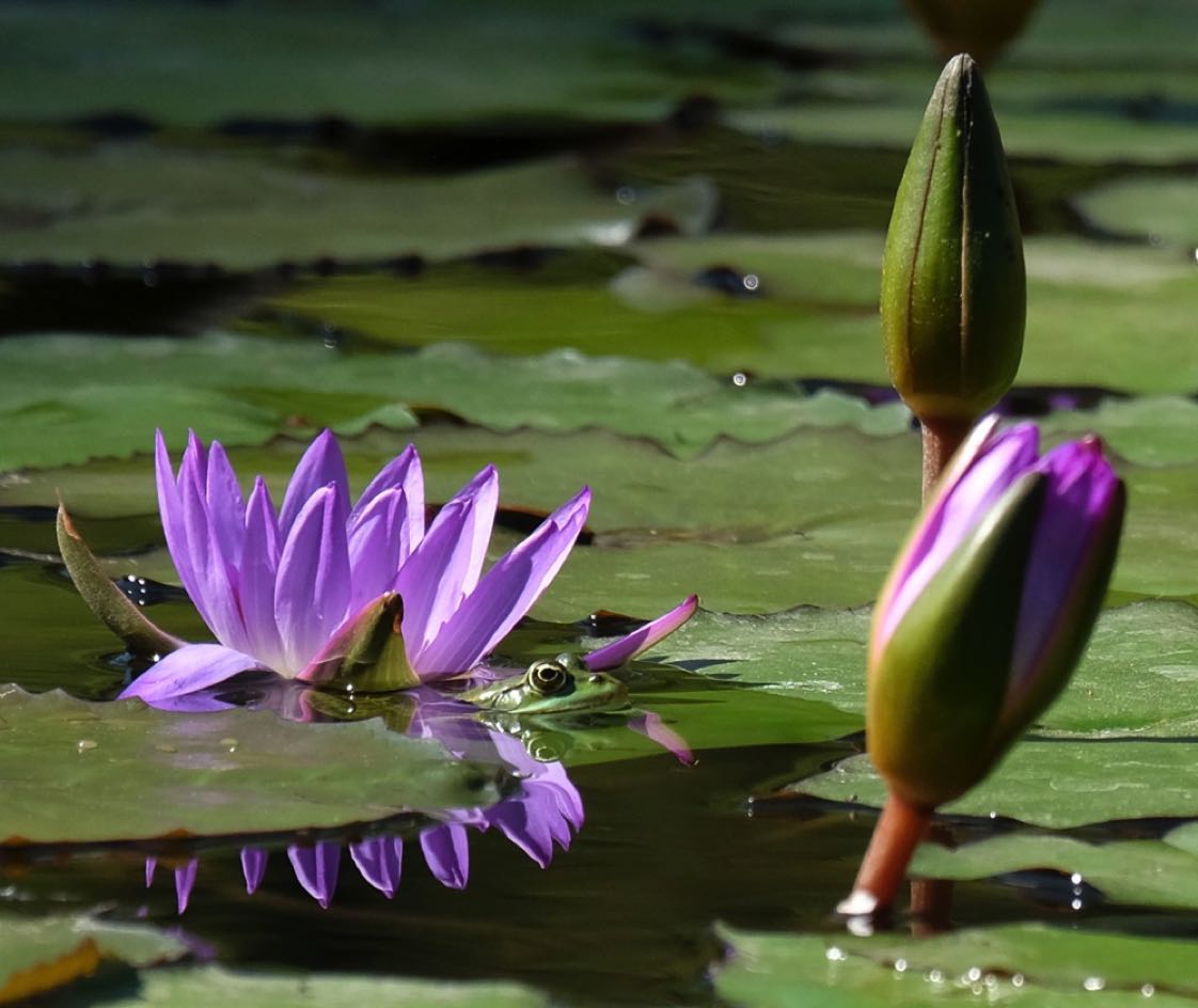 FrogAndWaterlily-2